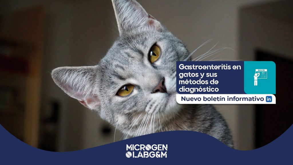 Gastroenteritis en gatos_ métodos de diagnóstico