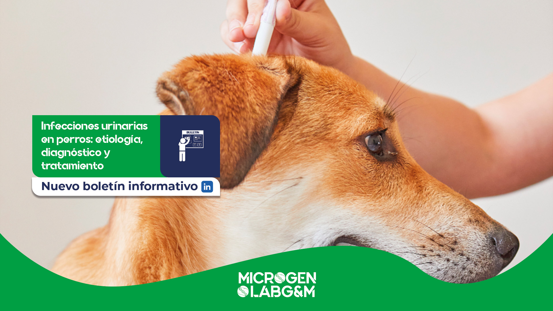 Infecciones urinarias en perros_ etiología, diagnóstico y tratamiento