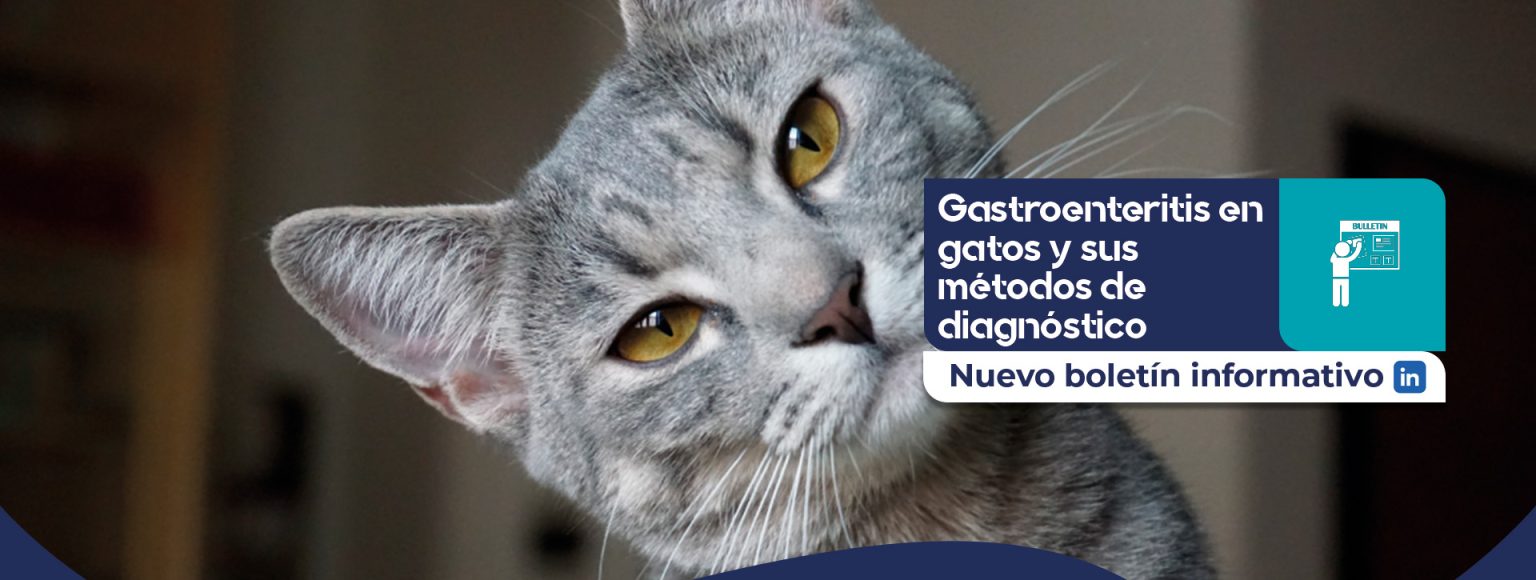 Gastroenteritis en gatos_ métodos de diagnóstico