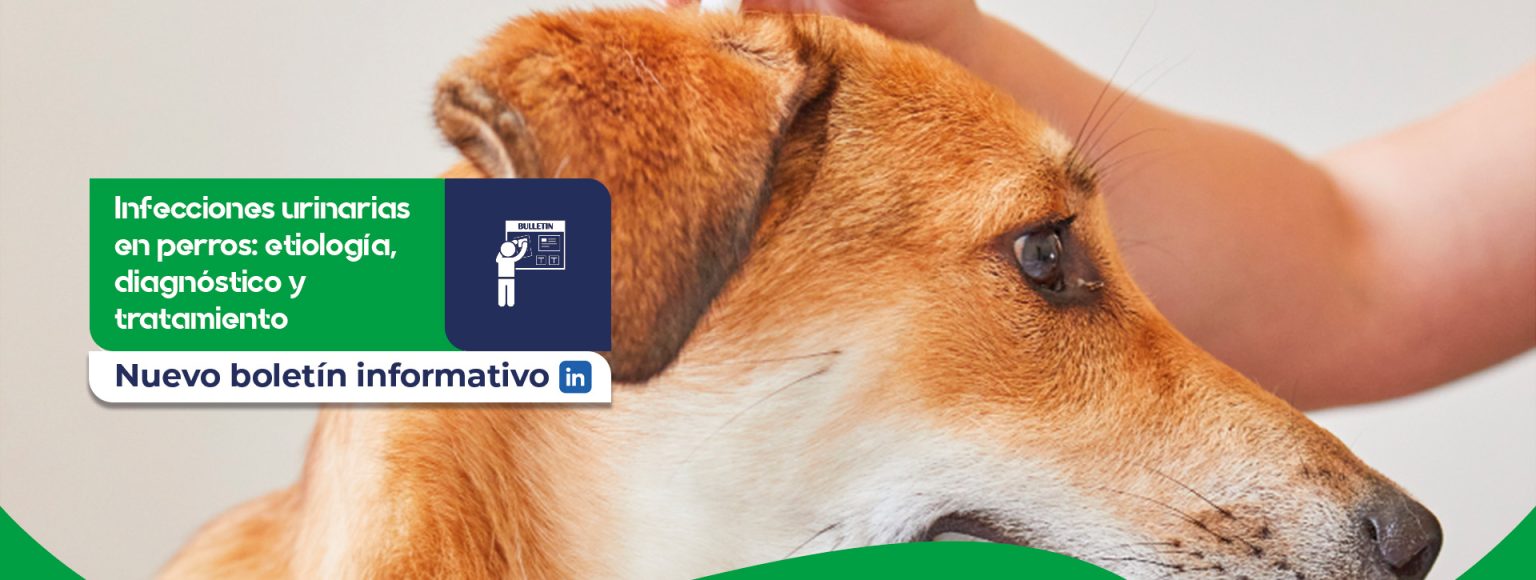 Infecciones urinarias en perros_ etiología, diagnóstico y tratamiento